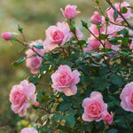 Pink Rose Live Plant, Rose Bush Ready to Plant Well Rooted 5-9 Inch Tall, Heirloom Rose Flowers, No Pot