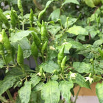 Sets 2 Chile Pequine Pepper Plants Live, Super Hot Peppers Live Plants, 90 Days Old Hot Chili Plant for Spring Planting