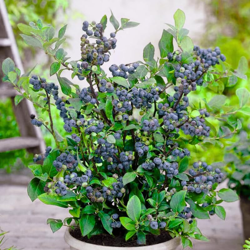 3 Blue Sweet Blueberry Bushes Seedlings, High-Yield Blueberry Trees Live Plants, 6 Months Old, Starter 3-6" in Tall, Cold Hardy Zones 4-7