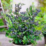 3 Edible Blueberry Bushes Seedlings, High-Yield Blueberry Trees Live Plants, 6 Months Old, Starter 3-6" in Tall, Cold Hardy Zones 4-7