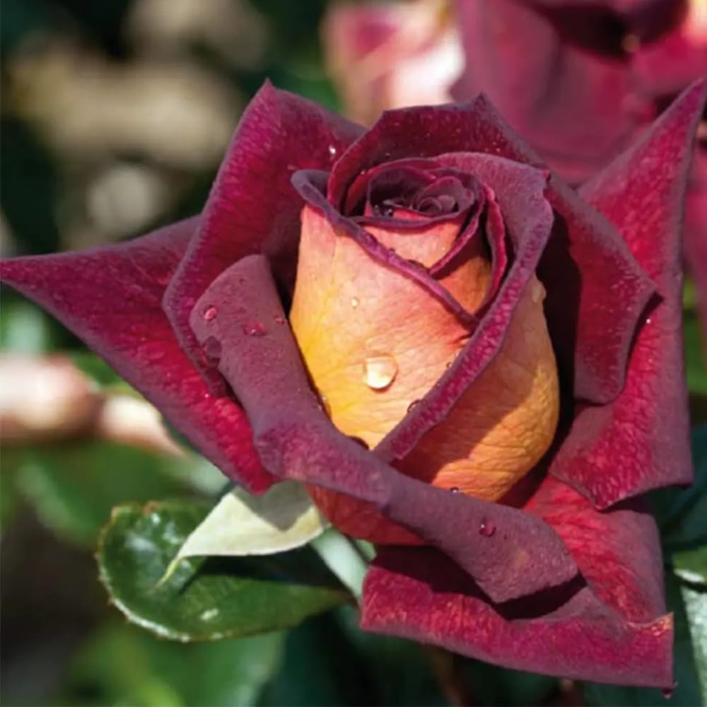 Rose Bush Live Plant, 5-9 Inch Tall, Fragrant Rose Flowers Tree, Well-Rooted Ready to Plant Outdoor Indoor (Dark Night Rose)