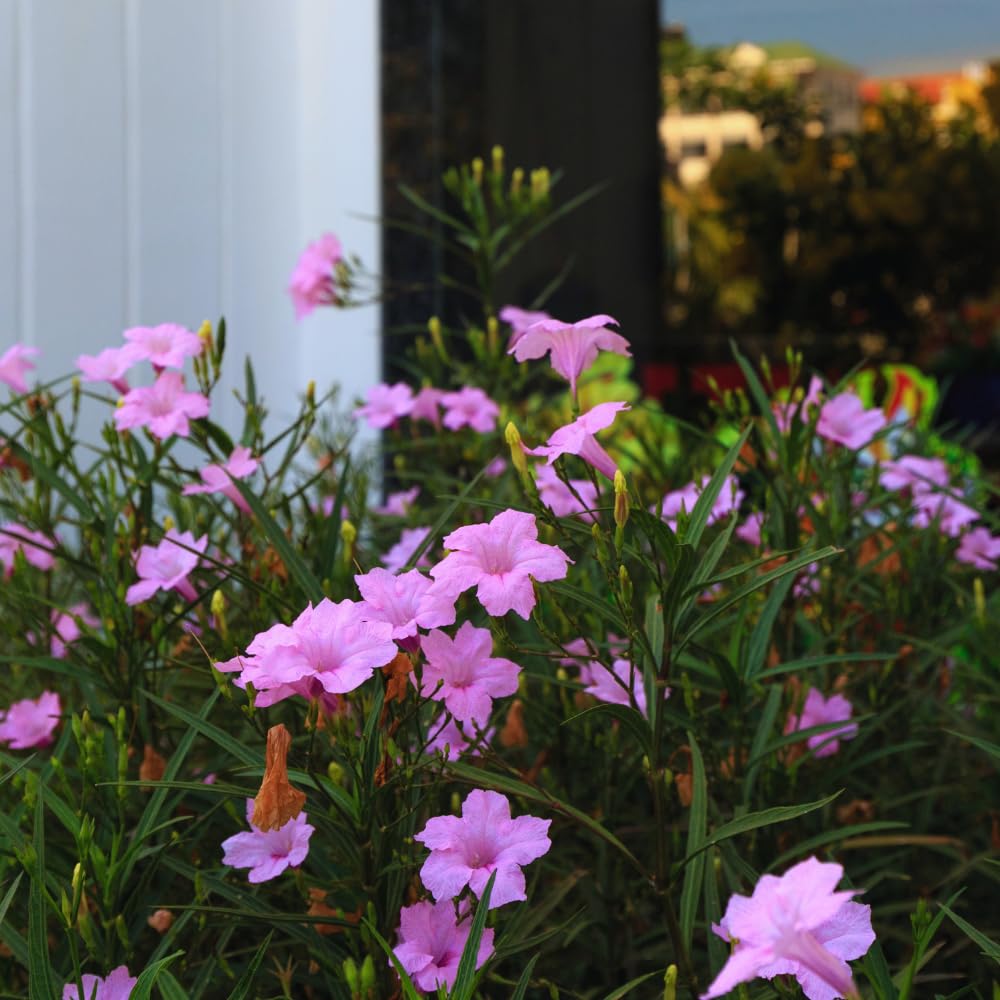 Set 6 of Pink Mexican Petunia Live Plants, Petunia Flower Plants Live from 4 Inc Tall, Shrub Plant