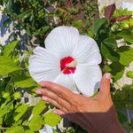 Hardy Hibiscus Plant Live, White Hibiscus Tree Live Plant from 4 to 7 Inches Tall, Perennial Hibiscus Flower