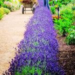 4 Hidcote Blue Lavender Plants Live for Outside Planting, Perennial Bloom, Live Lavender Plants 5–9 Inches Tall with Fragrant Flowers for Spring Growing