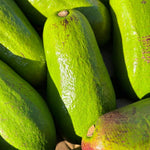2-3Ft Avocado Trees Live Plants, Grafted Long Neck Avocado Plant Live Tree in Pot, No CA