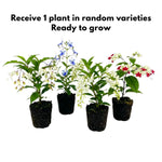 2 Clerodendrum Live Plants 4-7 Inches, Trailing Light Bulb Flowering Shrub, Indoor or Outdoor Ornamental (Random Clerodendrum)