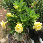 Double Yellow Desert Rose Plant Live, 4-7" Tall, Adenium Obesum Well-Rooted Succulent for Indoor Outdoor Displays