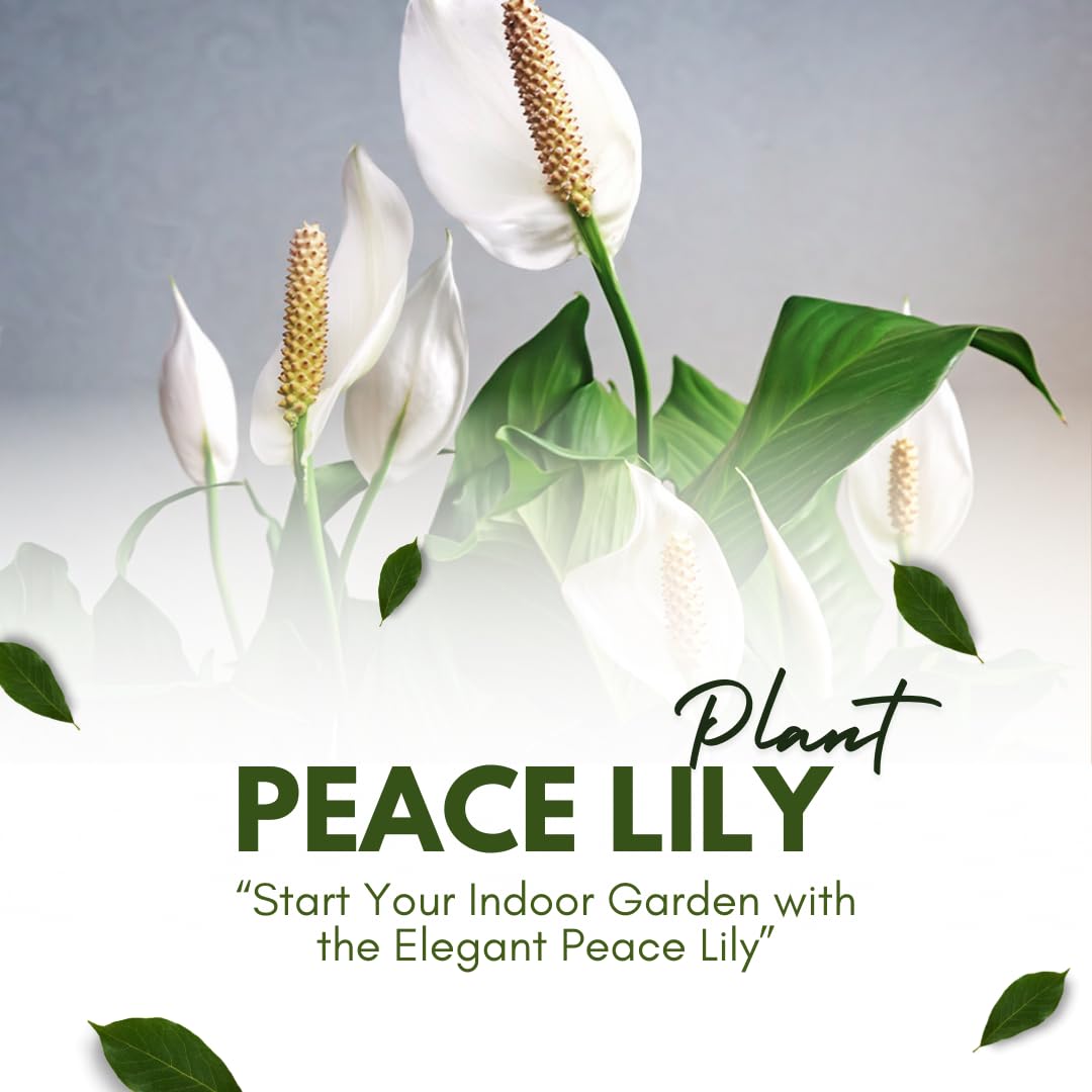Peace Lily Live Plant, Indoor Flowering Plants 4-8 Inches, Office and Home Decoration - Green Peace Lily