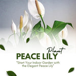 Peace Lily Live Plant, Indoor Flowering Plants 4-8 Inches, Office and Home Decoration - Variegated Peace Lily