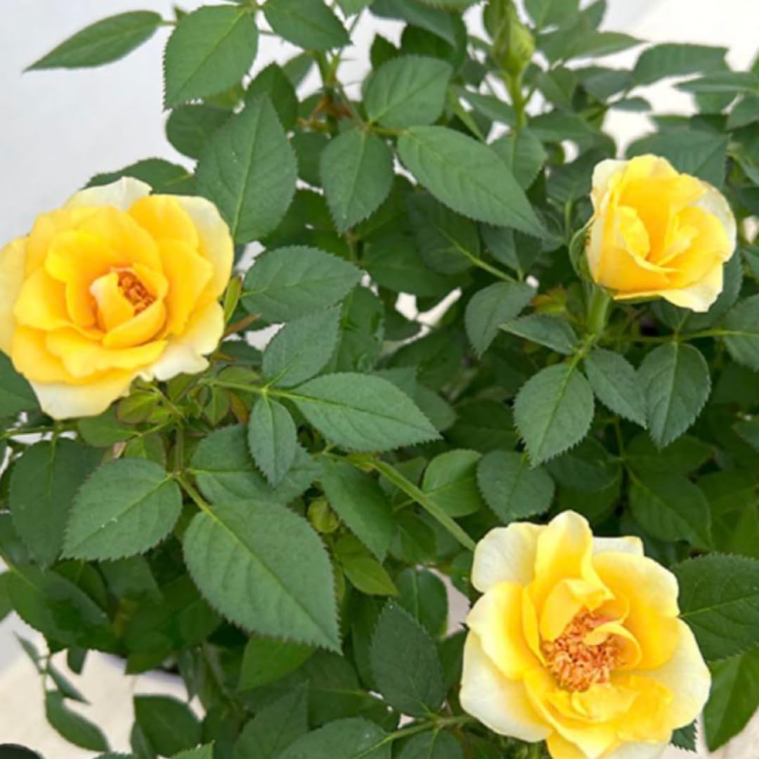 Rose Live Plant, Yellow Rose Bush Ready to Plant Well Rooted 5-9 Inch Tall, Heirloom Rose Flowers, No Pot