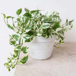 Live Pothos Plant, Pothos Live Plant from 5 to 7 Inc Tall, Houseplant Plant Gardening, 4 Inc Pot (Variegated)
