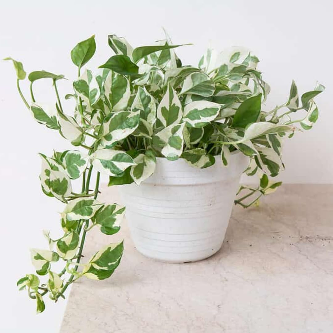 Pothos Live Plant, Live Pothos Plant, 4 to 6 Inches, House Plants Live for Growing Indoor and Outdoor, 4 Inc Potted (Variegated)