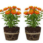 2 Lantana Plants Live, Lantana Live Plants for Planting Outdoors, Trailing Lantana Plants Live, 5 to 7 Inc Tall (Orange)