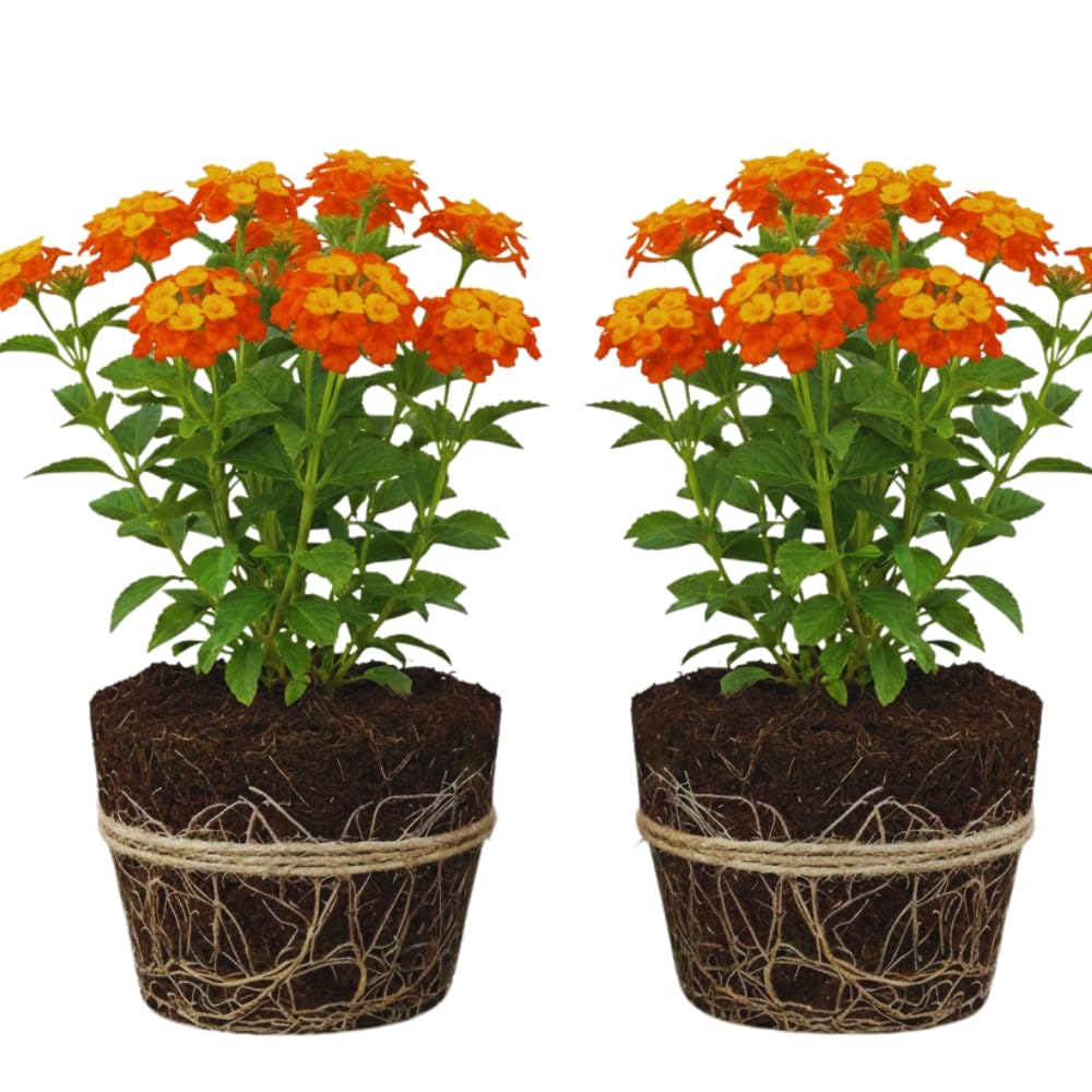 2 Lantana Plants Live, Lantana Live Plants for Planting Outdoors, Trailing Lantana Plants Live, 5 to 7 Inc Tall (Orange)