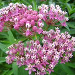 4 Milkweed Plants Live, Pink Butterfly Milkweed Asclepias Tuberosa Perennial Wildflowers Swamp Common Bush, 5-9" in Tall, No Pot