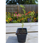 Wonderful Pomegranate Tree Live Plant, Hardy Pomegranate Fruit Tree for Outdoor Indoor Planting, Sweet Pomegranate Plant, Well-Rooted, 4 Inches Pot Plant, 7-10 Inches Tall