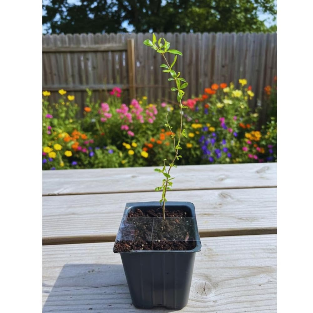 Wonderful Pomegranate Tree Live Plant, Hardy Pomegranate Fruit Tree for Outdoor Indoor Planting, Sweet Pomegranate Plant, Well-Rooted, 4 Inches Pot Plant, 7-10 Inches Tall