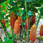 Awapuhi Shampoo Ginger Plant Live, Zingiber Zerumbet, 5-9" Tall Well-Rooted for Tropical Gardens, Pinecone Blooms