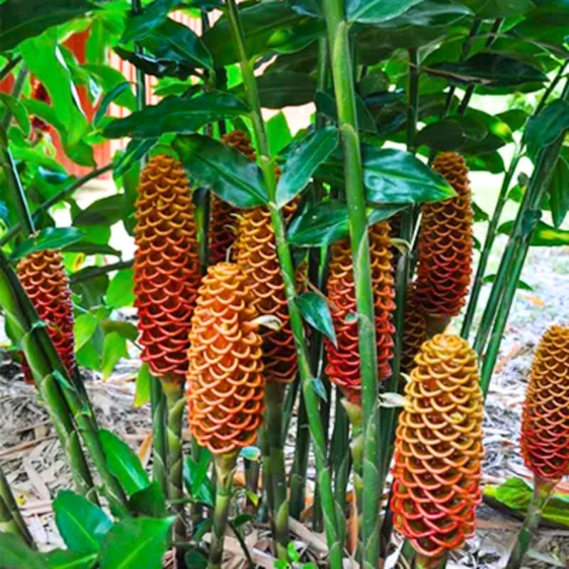 Awapuhi Shampoo Ginger Plant Live, Zingiber Zerumbet, 5-9" Tall Well-Rooted for Tropical Gardens, Pinecone Blooms