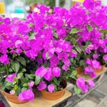 2 Bougainvillea Plants Live, Bougainvillea Live Plant, 4 to 6 Inc Tall, Flower Vine Plant Garden (Purple)