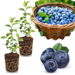 2 Southern Highbush Blueberry Plants Live for Outdoor Growing, Cold Hardy Blueberry Trees Live Plants, Blueberries Bushes, Hardy and High Yield Seedlings, Starter 4 to 7", No Pot