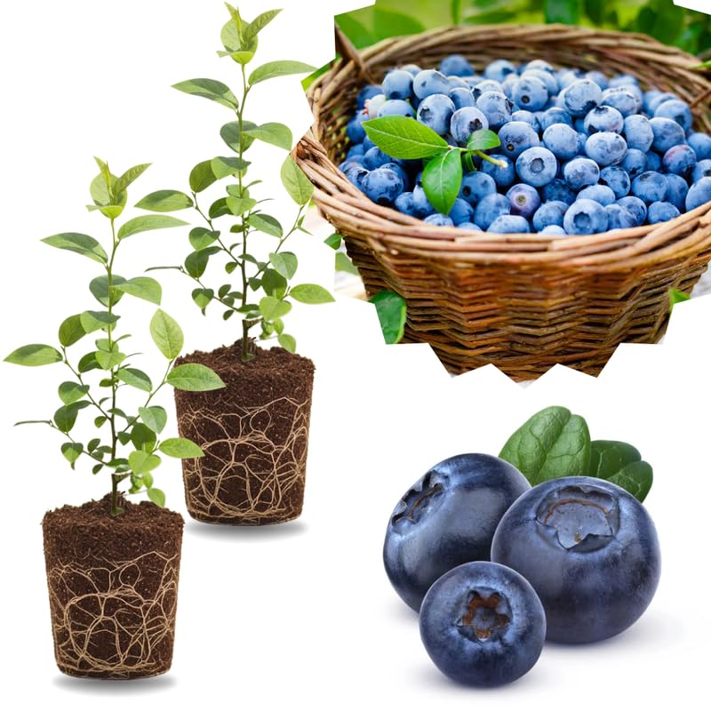 2 Southern Highbush Blueberry Plants Live for Outdoor Growing, Cold Hardy Blueberry Trees Live Plants, Blueberries Bushes, Hardy and High Yield Seedlings, Starter 4 to 7", No Pot