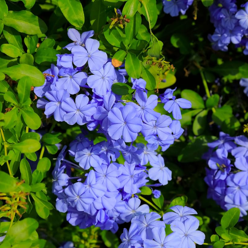 Pack 5 Cuttings Blue Plumbago Plant, 8-10" Unrooted Cutting, Flower Plumbago Vine Plant Cutting for Planting Outdoor Garden