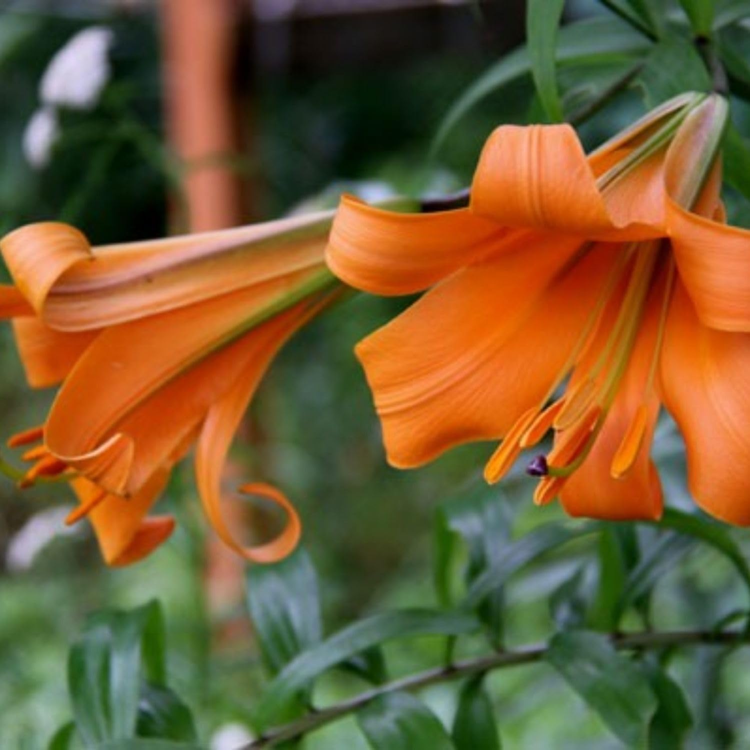 2 Large Orange Lily Bulbs, 4-6 Inch, Orange Lilies Bulbs, Flowering Bulb for Outdoor Garden Beds and Containers