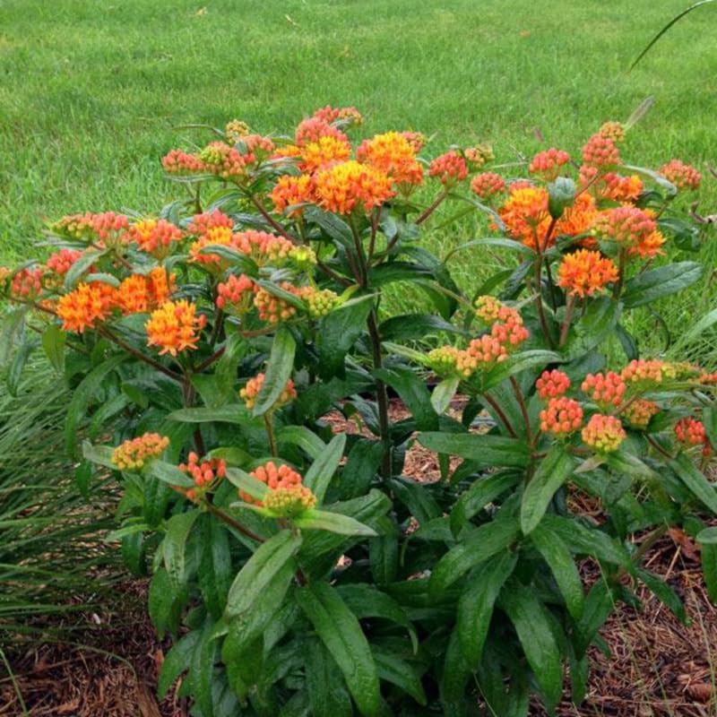 2 Orange Milkweed Plants Live, Tropical Butterfly Milkweed 4-8 Inches, Perennial Milkweeds Flowers Well Rooted Container or Outdoor Growing
