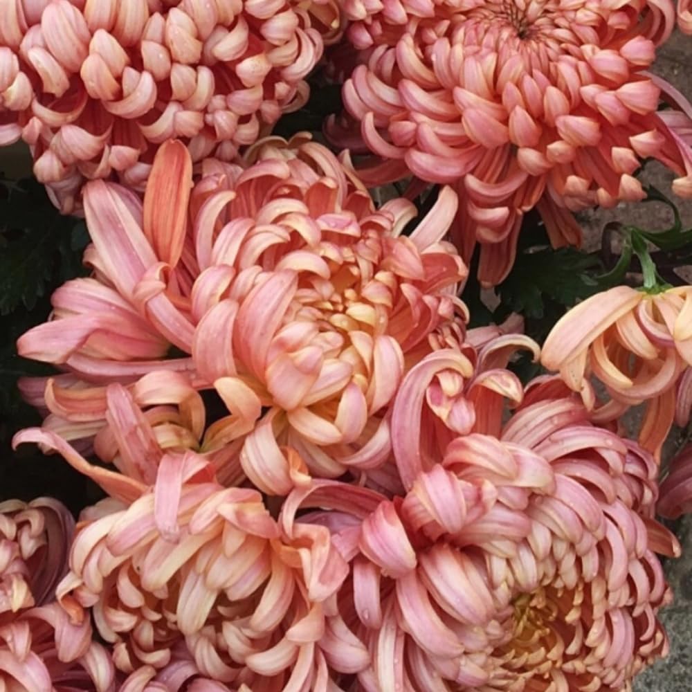 Chrysanthemum Flower Plant, Double Orange Mums Plant Live for Gardening Outdoor, 5 to 7 Inc Tall Well Rooted Chrysanthemum Plants Live Mum Live Plant