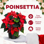 2 Poinsettia Plants Live, Rare Red Poinsettia Flowers Christmas Decorations, Holiday Houseplant, Poinsettias Trees Plants, No Pot, 5-9" Tall