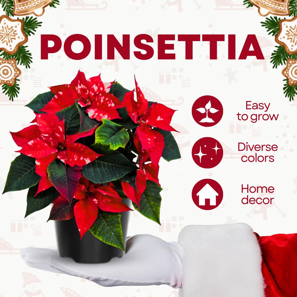 2 Poinsettia Plants Live, Rare Red Poinsettia Flowers Christmas Decorations, Holiday Houseplant, Poinsettias Trees Plants, No Pot, 5-9" Tall