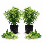 2 Night Blooming Jasmine Live Plants, Fragrant Flowering Shrubs, 4-6" Tall