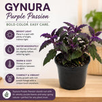 Purple Passion Plant, Gynura Purple Passion Plant Live, 4-6 Inc Tall, Easy Care Houseplant for Home and Office Decoration