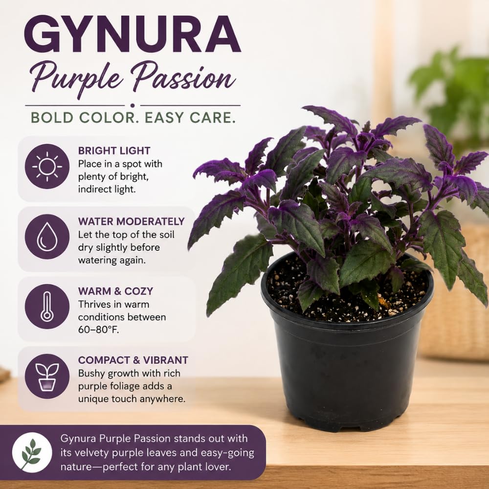 Purple Passion Plant, Gynura Purple Passion Plant Live, 4-6 Inc Tall, Easy Care Houseplant for Home and Office Decoration
