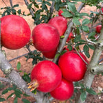Red Pomegranate Tree Plant Live Seedling, Pomegranate Fruit Live Plant, 5-7'' Tall