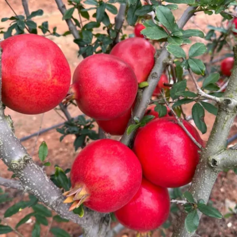 Pomegranate Tree Live Plant, 5 to 7 Inc Tall Seedling, Pomegranate Plant for Gardening