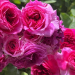 Rose Plant Live for Planting, Bareroot 6-10 Inch Tall, Climbing Vine Bush Shrub for Flowering (Cant Pink Rose)
