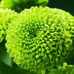 Chrysanthemum Flower Plant, Green Mums Plant Live for Gardening, 5 to 7 Inc Tall Well Rooted