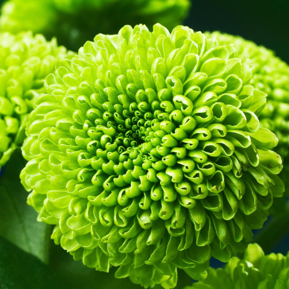 Chrysanthemum Flower Plant, Green Mums Plant Live for Gardening, 5 to 7 Inc Tall Well Rooted