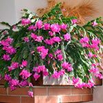 1 Pot Pink Christmas Cactus Live Plant, Clumps of 4-7 Inch Height, True Christmas Cactus for Indoor Spaces, Holiday Houseplant