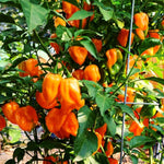 Pack 2 Yellow Orange Habanero Pepper Plants Live, Hot Habanero Pepper Plants 80 Days Old Plants for Planting