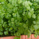 Live Cilantro Plant in 4'' Pot, Fresh Culinary Herb, Herbs for Indoor and Outdoor Gardens Planting