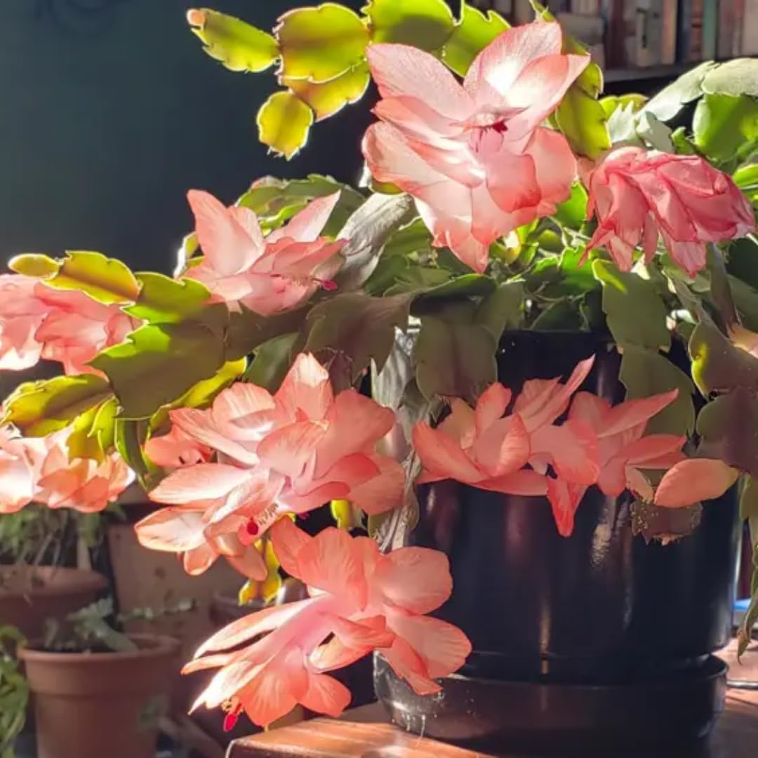 Thanksgiving Cactus Live Plant Size 5-9", Holiday Christmas Cactus Plants Live, Winter Bloom, Indoor Planting, Ready to Blooms (Peachy Yellow), No Pot