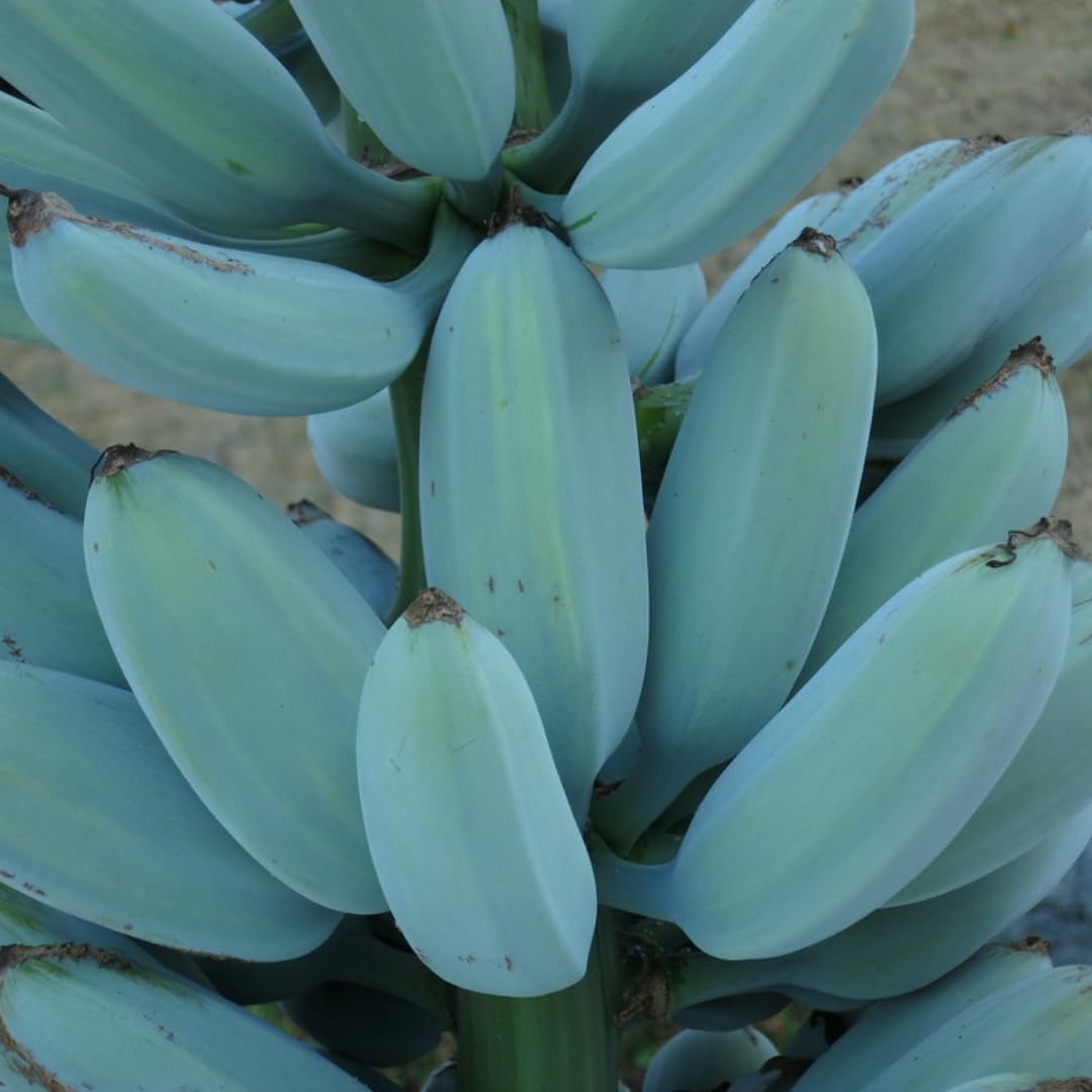 Banana Trees Live Plants from 4 to 6 Inc Long, Ice Cream Banana Plants Live for Planting Gardening Outdoor Indoor, 1 Plant