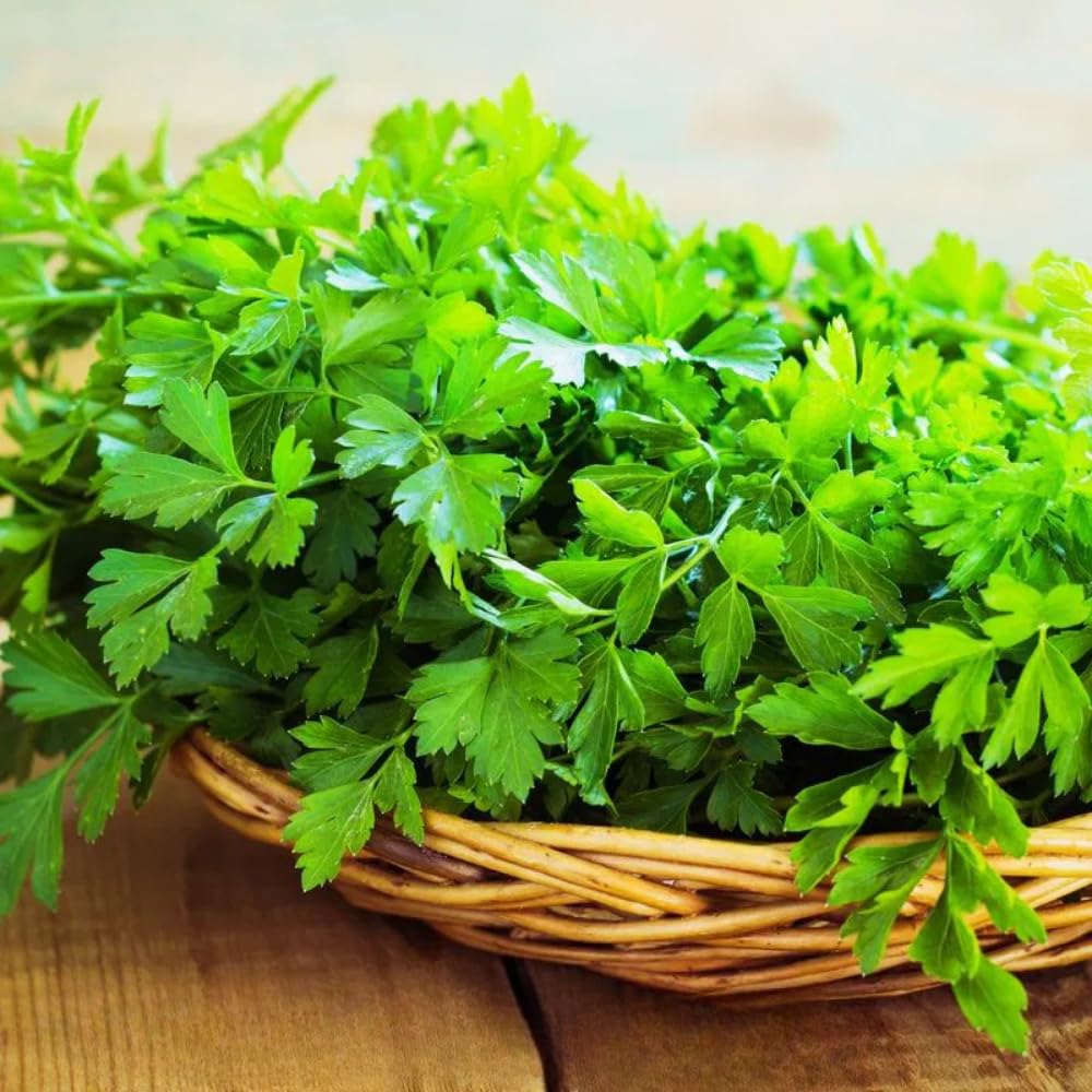 6 Parsley Live Plants, 3 to 5 Inc Tall, Live Parsley Plant Pot, Parsley Plants Live, Parsley Starter Plant