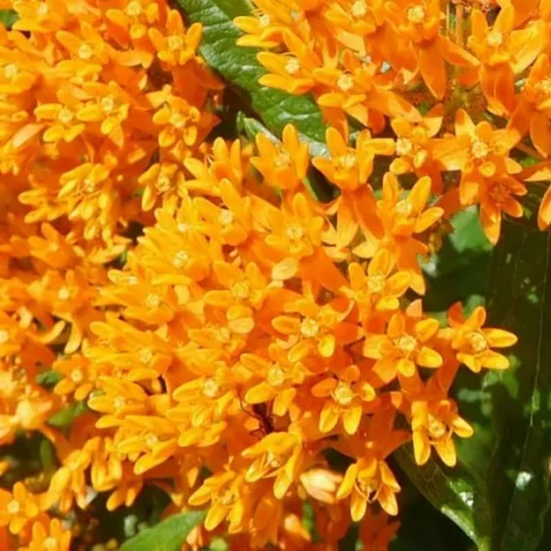 4 Milkweed Plants Live, Orange Butterfly Milkweed Asclepias Tuberosa Perennial Wildflowers Swamp Common Bush, 1-3" in Tall, No Pot