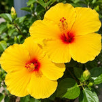 3 Hardy Hibiscus Live Plants, Flowering Shrub, Yellow Blooms, 4-7"