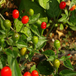 Sets 2 Chiltepin Pepper Live Plants in 4 Inc Pot, Very Well-Rooted 90 Days Old Super Hot Pepper Chili Plant for Spring Planting