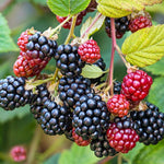 2Pcs Thornless BlackBerry Plants Live for Planting, BlackBerry Bushes Trees, 5 to 8 Inches Tall, Blackberries Fruit Well-Rooted (Osage BlackBerry)
